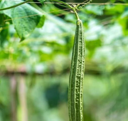 Luffa Ridge Gourd Heirloom Seeds